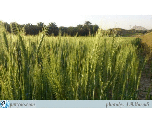 فاریاب/ تصاویر زیبای طبیعت/ بدون مناسبت