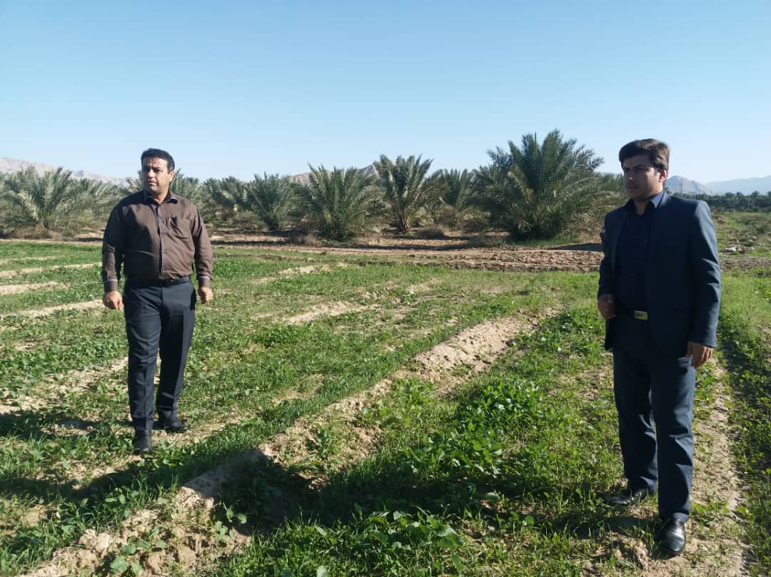 بازدید بخشدار بخش بوشکان از مزارع کلزا و گندم