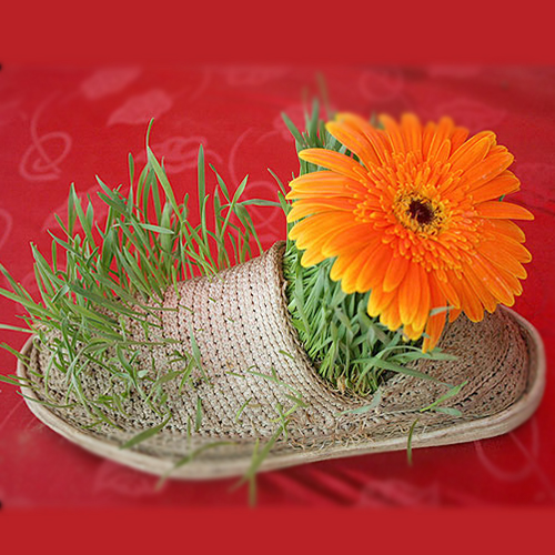 ۲۵ خرداد، روز گل، اَرُد روز مبارک